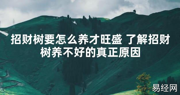 2024风水,招财树要怎么养才旺盛 了解招财树养不好的真正原因【好运风水】